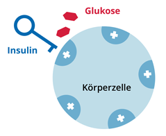 Grafik einer Körperzelle mit gestörter Insulinwirkung bei Diabetes Mellitus: Glukose kann nicht in die Zelle gelangen.