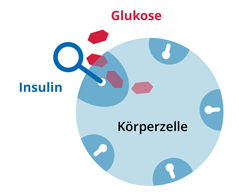 Grafik einer Körperzelle mit normaler Insulinwirkung ohne Diabetes Mellitus: Insulin öffnet die Zelle für Glukose.