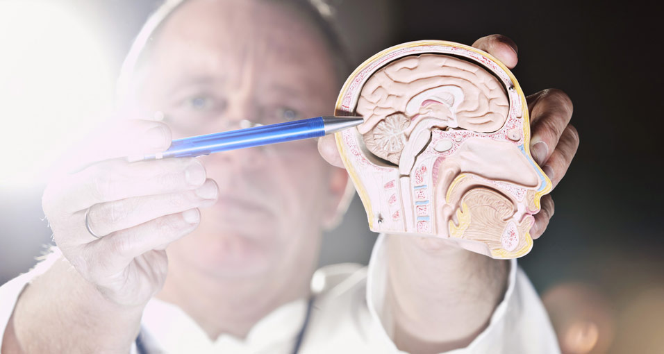 Arzt mit einem Modell eines Schädels