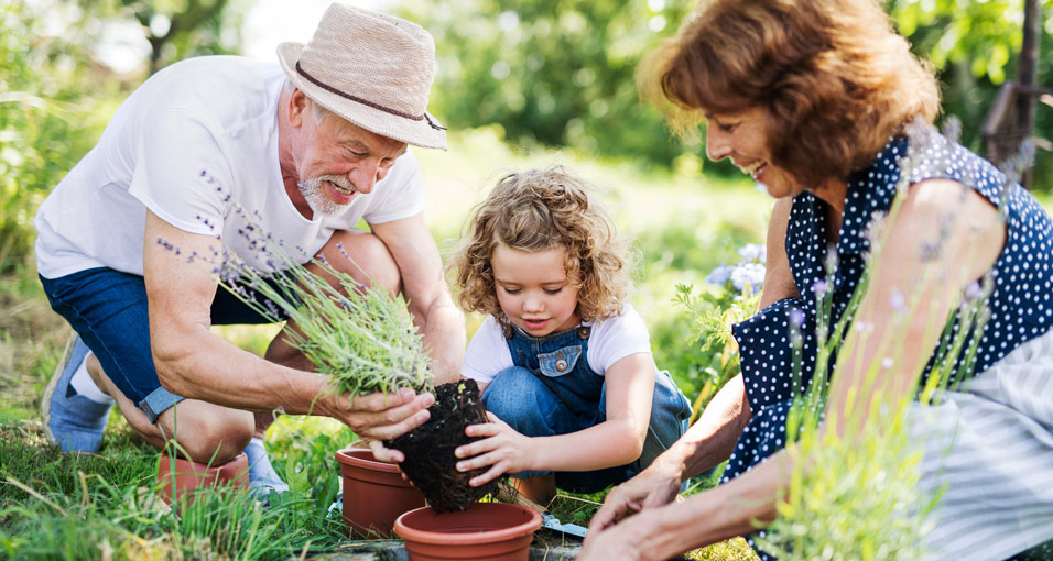 Älteres Paar beim Blumen eintopfen mit einem kleinen Mädchen
